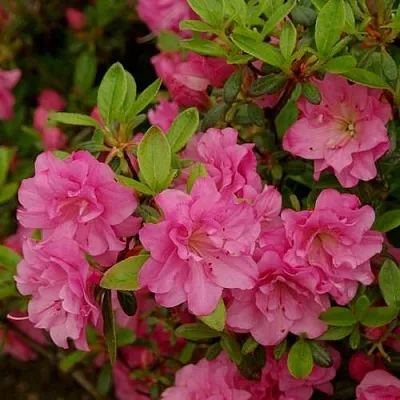 Азалия РОЗИНЕТТА японская  Азалия РОЗИНЕТТА японская в Улан-Удэ