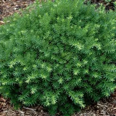 Тис ХИКСИ средний  Тис ХИКСИ средний в Улан-Удэ