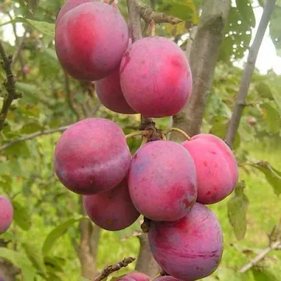 Слива ЭДИНБУРГСКАЯ  Слива ЭДИНБУРГСКАЯ в Улан-Удэ