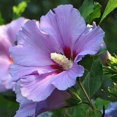 Гибискус  Гибискус в Улан-Удэ