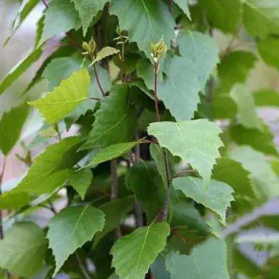 Береза ФАСТИГИАТА повислая   Береза ФАСТИГИАТА повислая  в Улан-Удэ