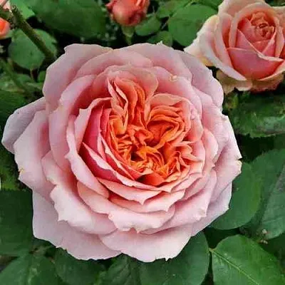 Саженцы роз ПОЛЬ БОКЮЗ шраб  Саженцы роз ПОЛЬ БОКЮЗ шраб в Улан-Удэ