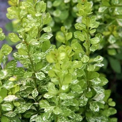 Барбарис ПАУ ВАУ тунберга  Барбарис ПАУ ВАУ тунберга в Улан-Удэ