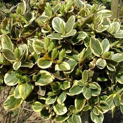 Бересклет КАНАДЕЙЛ ГОЛД   Бересклет КАНАДЕЙЛ ГОЛД  в Улан-Удэ