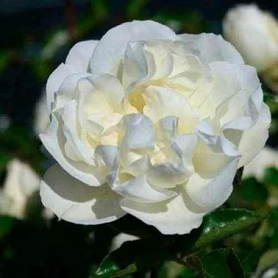 Саженцы роз ВАЙТ МЕЙДИЛАНД почвопокровная  Саженцы роз ВАЙТ МЕЙДИЛАНД почвопокровная в Улан-Удэ