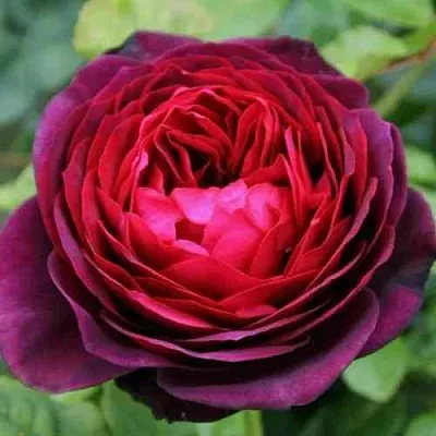 Саженцы роз АСТРИД ГРАФИН ФОН ХАРДЕНБЕРГ шраб  Саженцы роз АСТРИД ГРАФИН ФОН ХАРДЕНБЕРГ шраб в Улан-Удэ