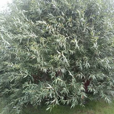 Ива СЕРЕБРИСТАЯ  Ива СЕРЕБРИСТАЯ в Улан-Удэ