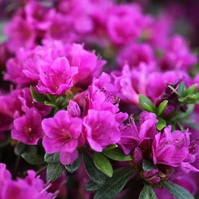 Азалия ХИРОКА японская  Азалия ХИРОКА японская в Улан-Удэ