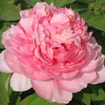 Пион ИМПЕРАТОРСКАЯ НАЛОЖНИЦА древовидный в Улан-Удэ