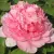 Пион ИМПЕРАТОРСКАЯ НАЛОЖНИЦА древовидный — описание сорта Пион ИМПЕРАТОРСКАЯ НАЛОЖНИЦА древовидный в Улан-Удэ