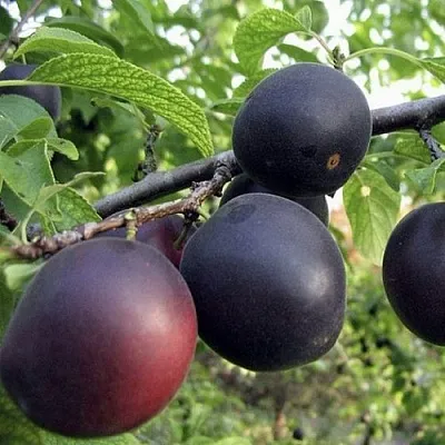 Абрикос МОНАРЕЗИ  Абрикос МОНАРЕЗИ в Улан-Удэ