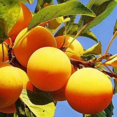 Желтая   Желтая  в Улан-Удэ