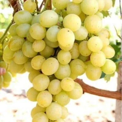 Виноград ТАЛИСМАН в Улан-Удэ