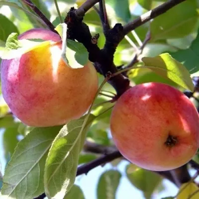 Яблоня АБРИКОСОВАЯ в Улан-Удэ