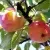 Яблоня АБРИКОСОВАЯ в Улан-Удэ