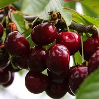 Вишня НОВОДВОРСКАЯ в Улан-Удэ