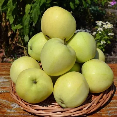 Яблоня ПАПИРОВКА  Яблоня ПАПИРОВКА в Улан-Удэ