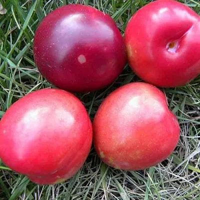 Плумкот БИРИКОККОЛО НОСТРАНО  Плумкот БИРИКОККОЛО НОСТРАНО в Улан-Удэ