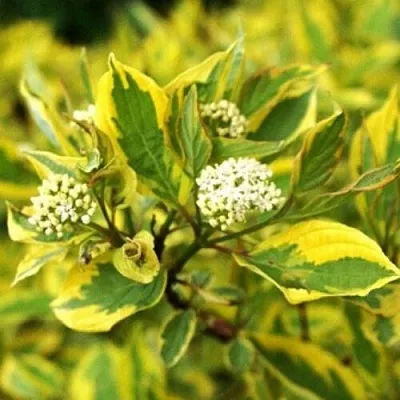 Дерен  Дерен в Улан-Удэ