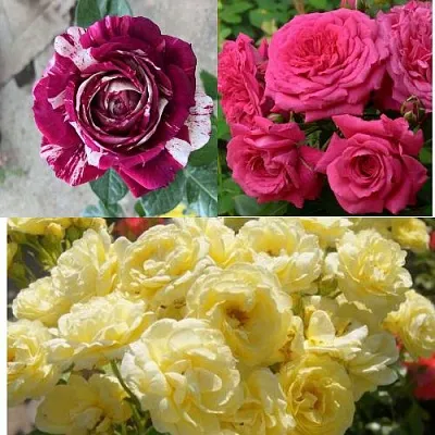 Комплект РОЗОВЫЙ АКЦЕНТ в Улан-Удэ