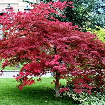 Клен пальмолистный в Улан-Удэ