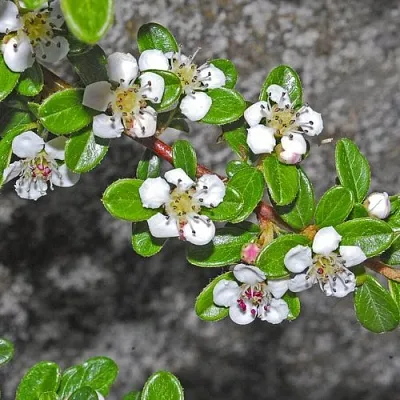 Кизильник ТАНГСТЕДТ горизонтальный   Кизильник ТАНГСТЕДТ горизонтальный  в Улан-Удэ