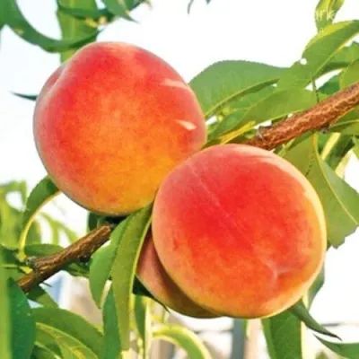 Персик ОНТАРИО — описание сорта Персик ОНТАРИО в Улан-Удэ