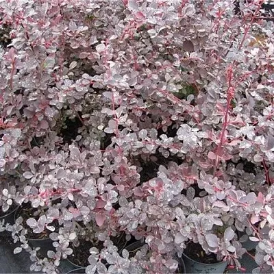 Барбарис СИЛЬВЕР МИЛЕС оттавский   Барбарис СИЛЬВЕР МИЛЕС оттавский  в Улан-Удэ