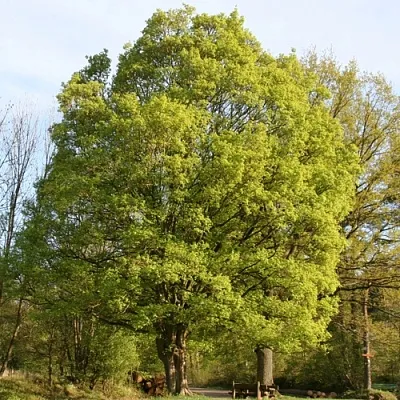 Клен полевой  Клен полевой в Улан-Удэ