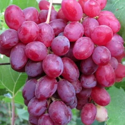 Виноград КИШМИШ ВЕЛЕС в Улан-Удэ