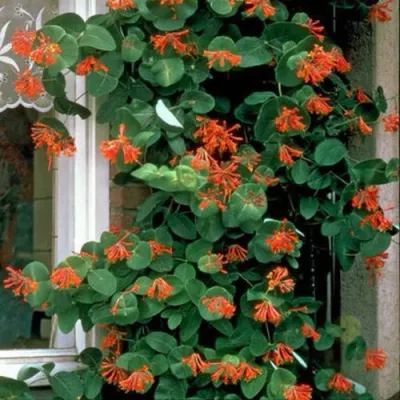 Жимолость ДРОМПОР СКАРЛЕТТ брауна в Улан-Удэ