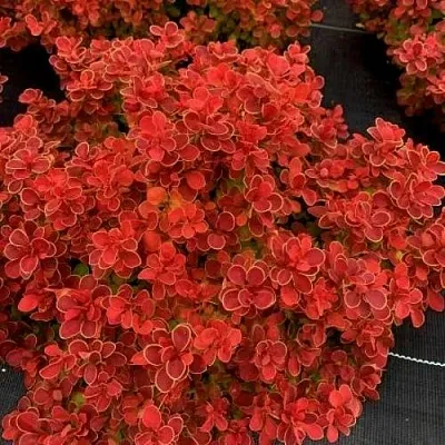 Барбарис РЕД ХОТ ЧИЛИ тунберга  Барбарис РЕД ХОТ ЧИЛИ тунберга в Улан-Удэ