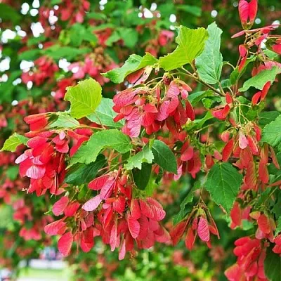 Клен татарский  Клен татарский в Улан-Удэ