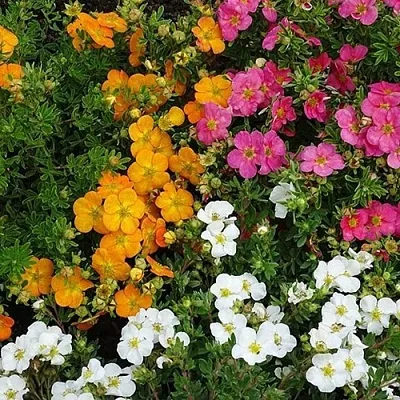 Лапчатка  Лапчатка в Улан-Удэ