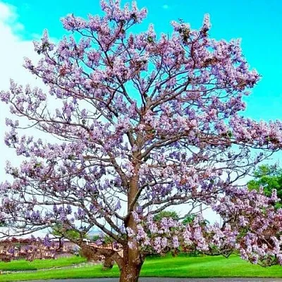 Павловния в Улан-Удэ