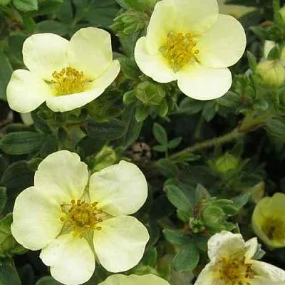 Лапчатка ЭЛИЗАБЕТ кустарниковая  Лапчатка ЭЛИЗАБЕТ кустарниковая в Улан-Удэ