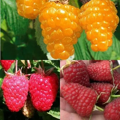 Комплект ЗОЛОТАЯ МАЛИНА в Улан-Удэ