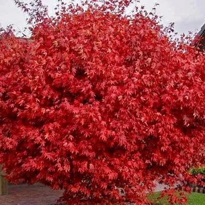 Клен гиннала   Клен гиннала  в Улан-Удэ