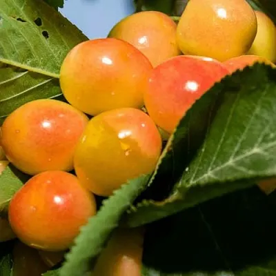 Дюк (черевишня) БЕЛОЧКА  Дюк (черевишня) БЕЛОЧКА в Улан-Удэ