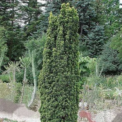 Тис ФАСТИГИАТА РОБУСТА  ягодный   Тис ФАСТИГИАТА РОБУСТА  ягодный  в Улан-Удэ