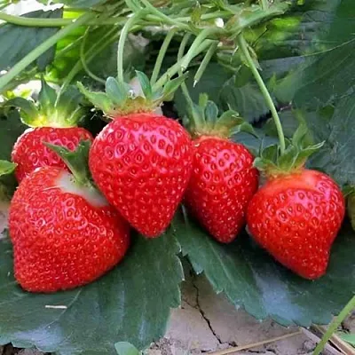 Клубника ТЕА  Клубника ТЕА в Улан-Удэ