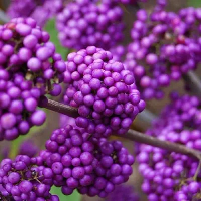 Красивоплодник  Красивоплодник в Улан-Удэ