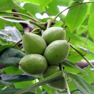 Орех маньчжурский МИЧУРИНЕЦ  Орех маньчжурский МИЧУРИНЕЦ в Улан-Удэ