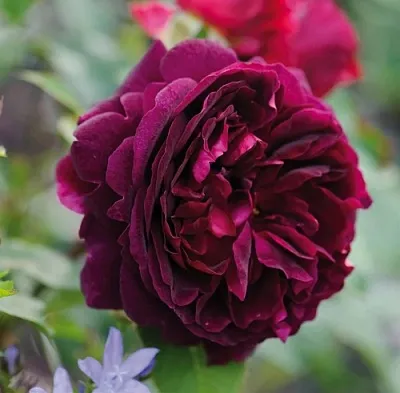 Саженцы роз МАНСТЕД ВУД английская  Саженцы роз МАНСТЕД ВУД английская в Улан-Удэ