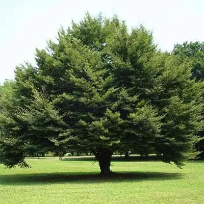 Бук обыкновенный  Бук обыкновенный в Улан-Удэ