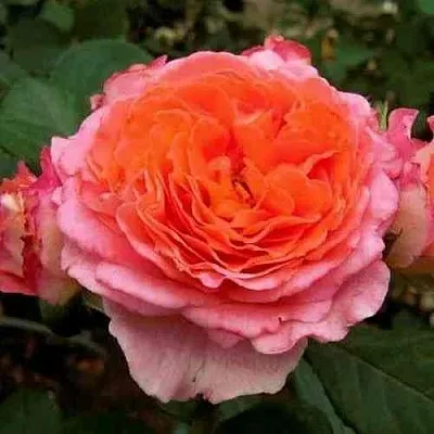 Саженцы роз НОТР ДАМ ДЮ РОЗЕР шраб  Саженцы роз НОТР ДАМ ДЮ РОЗЕР шраб в Улан-Удэ