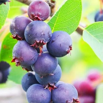 Ирга СМОУКИ в Улан-Удэ