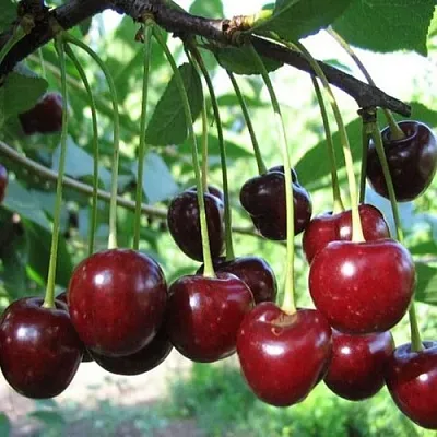 Вишня БЫСТРИНКА в Улан-Удэ