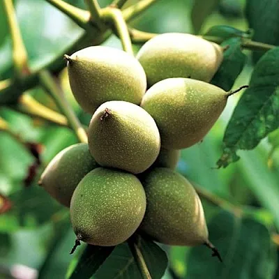 Орех МАНЬЧЖУРСКИЙ  Орех МАНЬЧЖУРСКИЙ в Улан-Удэ