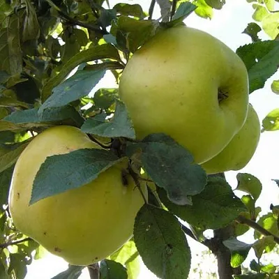 Яблоня АНТОНОВКА ОБЫКНОВЕННАЯ  Яблоня Антоновка Обыкновенная в Улан-Удэ